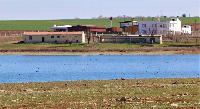 Kabaklı Göletinde nadir görülen kuş popülasyonu