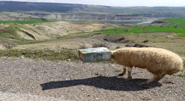 Kafası tenekeye sıkışan koyunu tamirci kurtardı