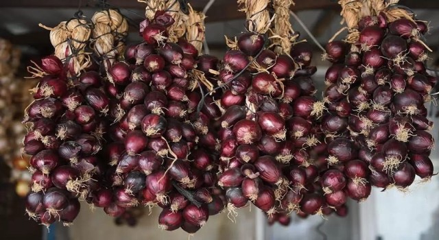 Kapıdağda Mor soğan fideleri toprakla buluşuyor