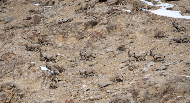 Kara avcılığı geçici süreliğine yasaklanınca yaban keçileri yola kadar indi