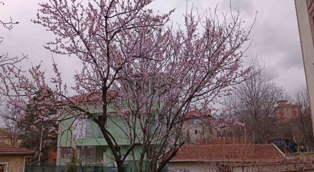 Karabükte badem ağaçları çiçek açtı