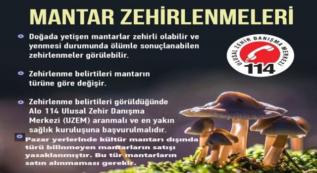 Karacasuda türü bilinmeyen mantarların satışı yasaklandı
