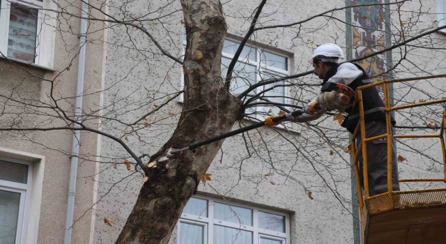 Kartalda Bahara hazırlık için binlerce ağaç budandı
