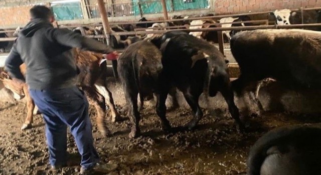 Kırklarelinde 63 kaçak büyükbaş hayvan yakalandı
