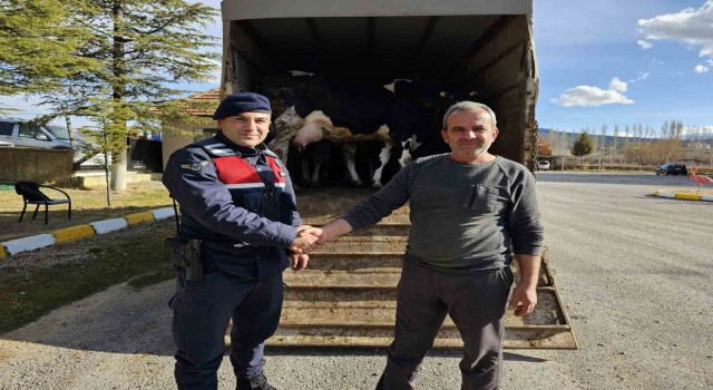 Konyada 300 bin lira değerinde büyükbaş hayvan çaldığı iddia edilen şüpheli tutuklandı