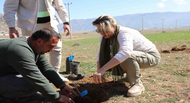 Korkutelide antepfıstığı yetiştiriciliği yapılacak