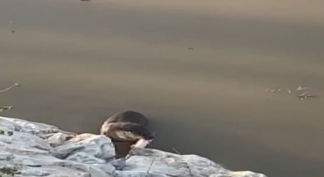 Koruma altındaki su samuru Munzur Çayına dalarken görüntülendi