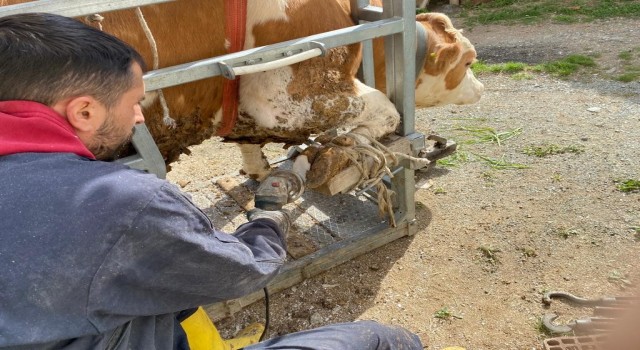 Köy köy gezerek ineklere pedikür yapıyorlar