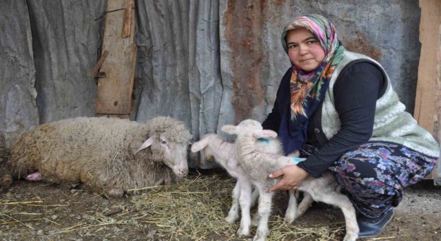 Koyun sezaryenle ikiz doğurdu