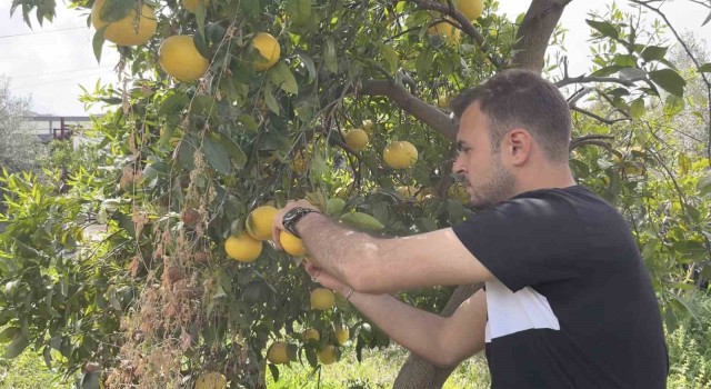 Küçükçekmece Belediyesinden Hataydaki üreticilere destek