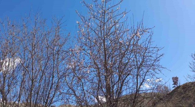 Kulpta badem ağaçları çiçek açtı