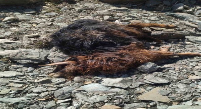 Kulpta başıboş köpekler 11 keçiyi telef etti