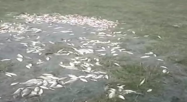 Malatyada sel nedeniyle taşan göldeki balıklar karaya vurdu