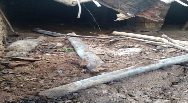 Mardinde ahır çöktü, 4 koyun telef oldu