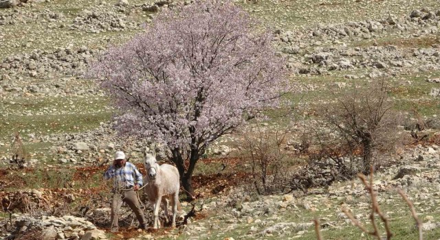 Mardinde bahar görsel şölen oluşturdu