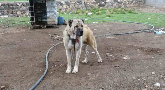 Mardinde bu köy kangal köpeği sevgisiyle dikkat çekiyor