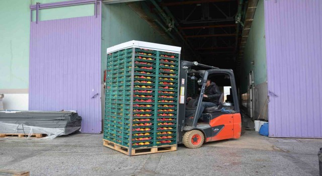 Margarit armudu ve ayvada ihracat hareketliliği
