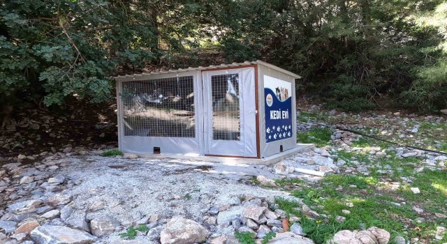 Marmaris Belediyesinden kedi evi projesi