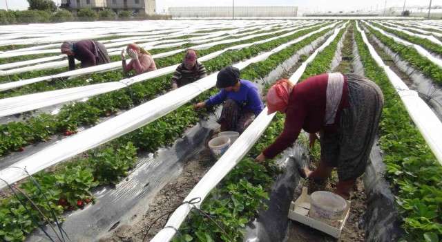 Mersinde açıkta çilek hasadı başladı: 80 bin ton ürün bekleniyor