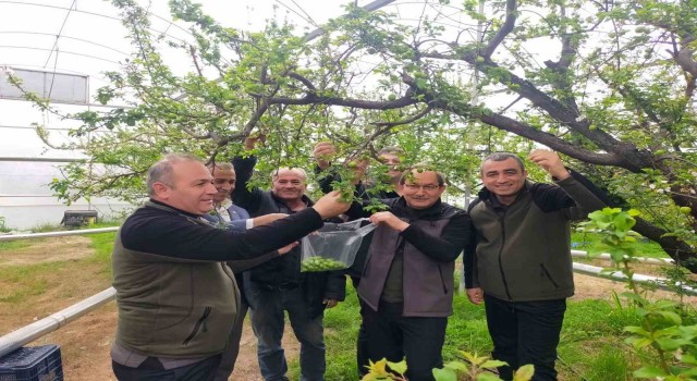 Mersinde desteklenen çiftçiler, örtü altı erikte hasada başladı