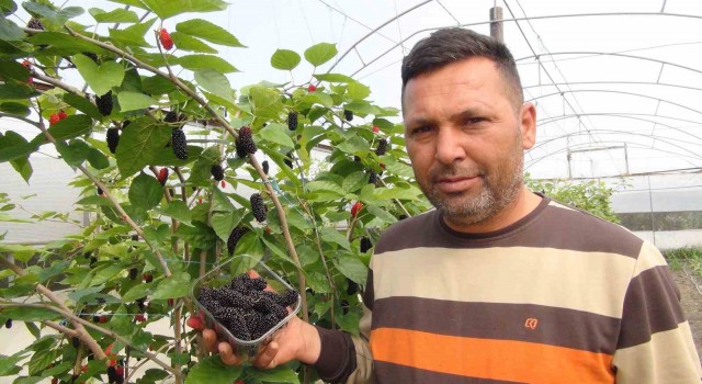 Mersinde karadut hasadı: Kilosu 50 liradan ihraç ediliyor