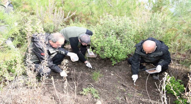 Mersinde orman zararlılarına karşı biyolojik mücadele