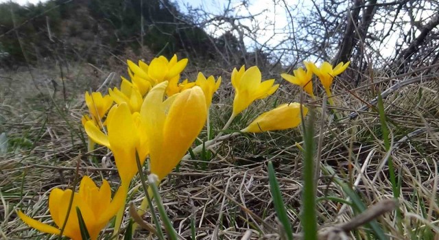 Mudurnuda çiğdemler görsel şölen sunuyor