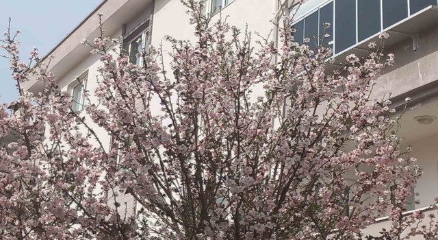 Muğlada badem ağaçları çiçek açtı