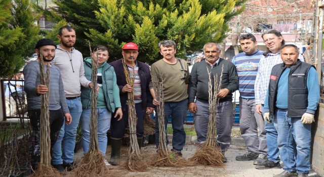 Nazillide 16 mahallede 10 bin incir fidanı dağıtıldı