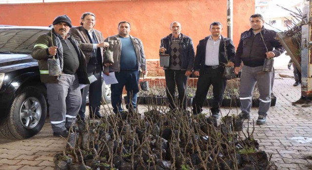 Nazillide 30 bin incir fidanı toprakla buluşuyor