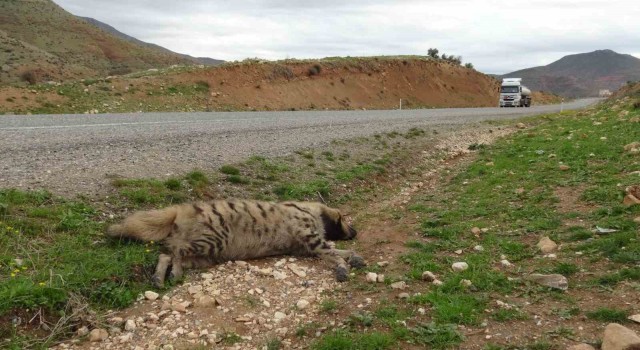 Nesli tükenmekte olan çizgili sırtlan araç çarpmasıyla telef oldu