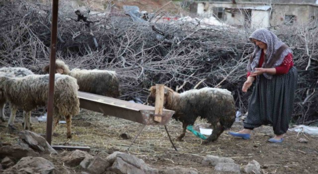 Nurdağında 605 saat sonra 5 koyun sağ çıkarıldı