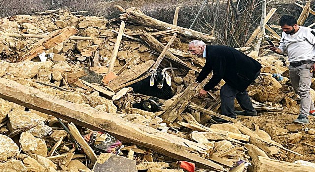 Nurhakta 637 saat sonra enkazdan 2 keçi canlı çıkarıldı