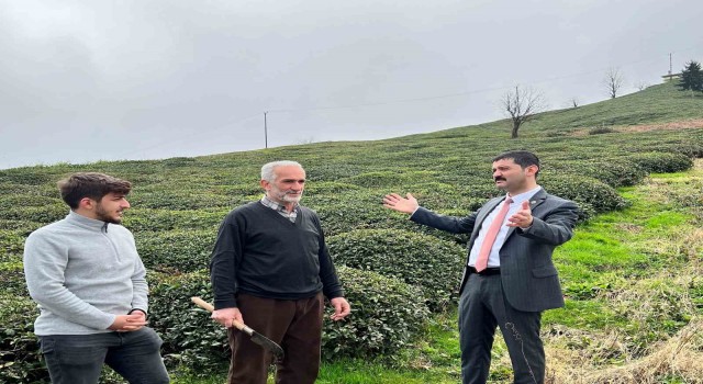 Of Ziraat Odası Başkanı Saral: 2022 yılı yaş çay destekleme parasının tam ödenmesini istiyoruz