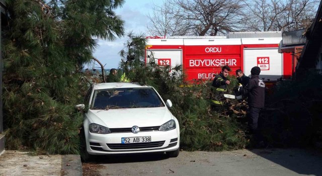 Orduda fırtına: Devrilen ağaç, otomobil ve iş yerine hasar verdi