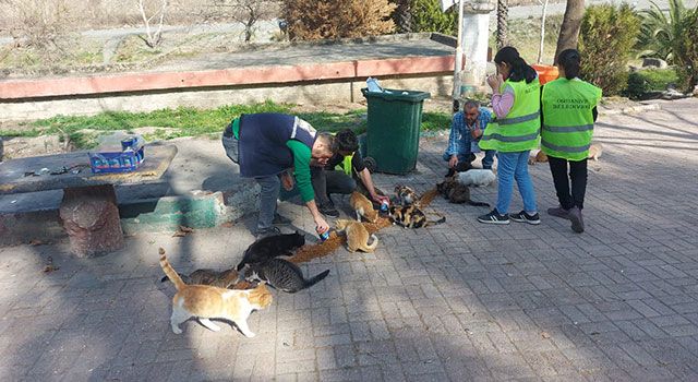 Osmaniye Belediyesi sokak hayvanlarına mama desteği veriyor