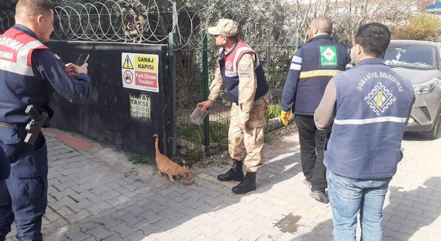 Osmaniye'de Kafedeki mahsur kalan kedi kurtarıldı