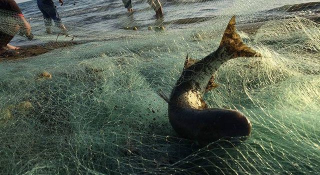 Osmaniye'de Su ürünlerinde Av Yasağı başladı
