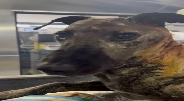 (Özel) Beyninde tümör olan sokak köpeğinin yardımına hayvanseverler koştu