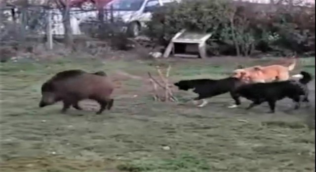 Domuzlar şehir merkezinde