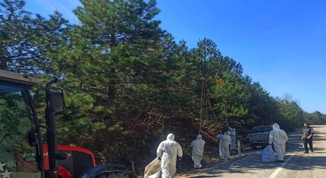 Özel giysilerle çam kese tırtıllarıyla mücadele ediyorlar