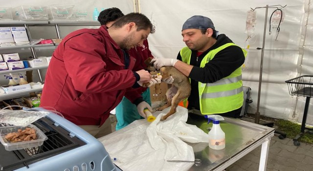 Patibüs Defnede hayvanların yaralarını sarıyor