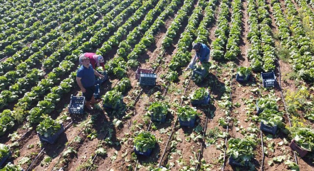 Ramazanda salatanın vazgeçilmezi marulda hasat: Tarlada 4 TL