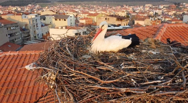‘Sağdıç leylek belediye binasındaki yuvasına kondu