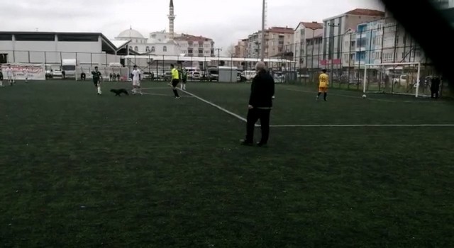 Sahaya giren davetsiz misafir ilginç görüntülere sahne oldu