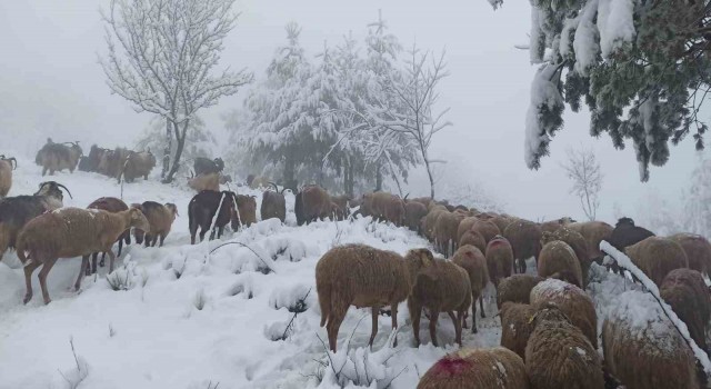 Sakaryada yüksek kesimlerde kar yağışı etkili oluyor