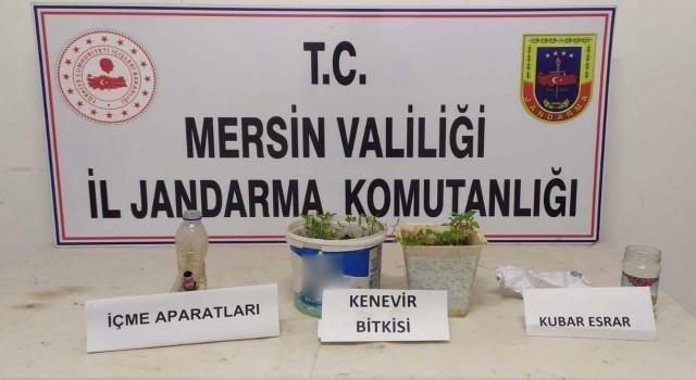 Saksıda kenevir yetiştiren şüpheli yakalandı