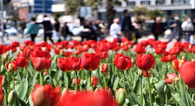 Samsuna 675 bin çiçek dikilecek
