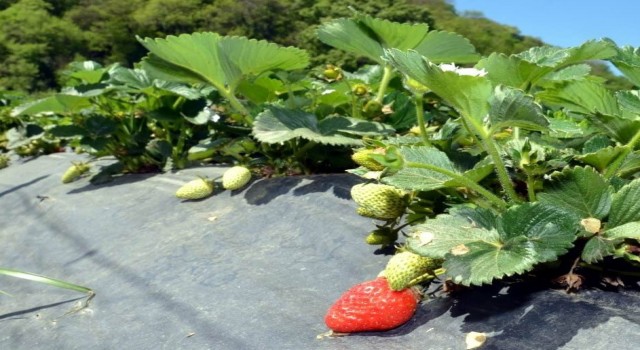 Samsunda çilek yetiştiriciliği gelişiyor