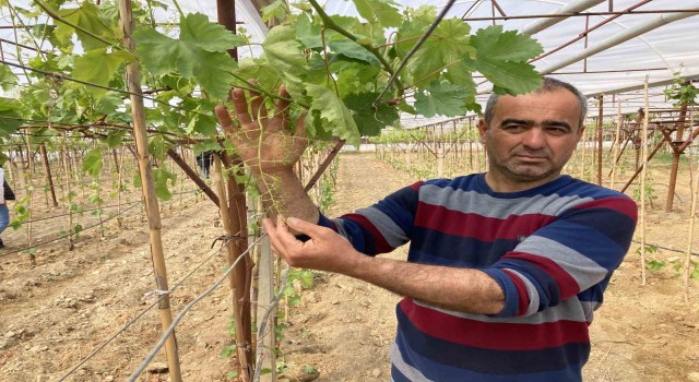 Sarıgölde ilk kez örtüaltı üzüm yetiştirildi